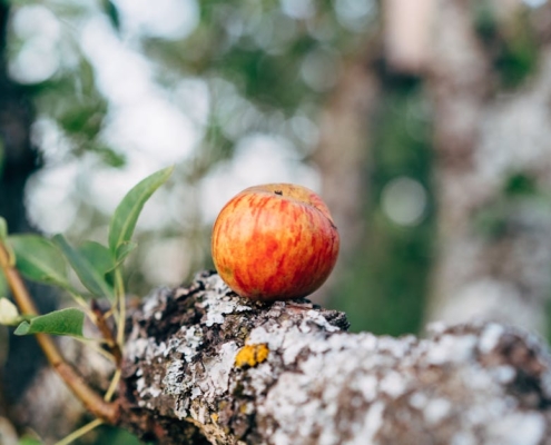 Apple fête ses 50 ans : des histoires étonnantes sur la marque à la pomme