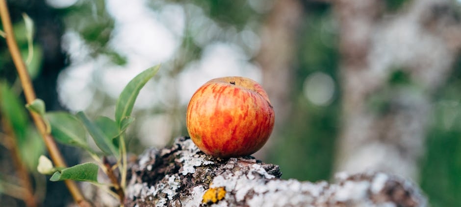 Apple fête ses 50 ans : des histoires étonnantes sur la marque à la pomme