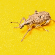 Compter les insectes avec ta plaque de voiture : une idée géniale !