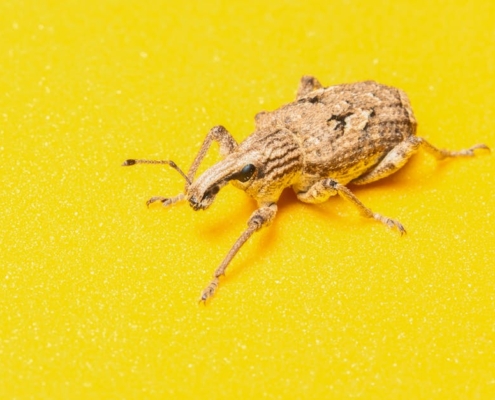 Compter les insectes avec ta plaque de voiture : une idée géniale !