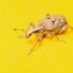Compter les insectes avec ta plaque de voiture : une idée géniale !