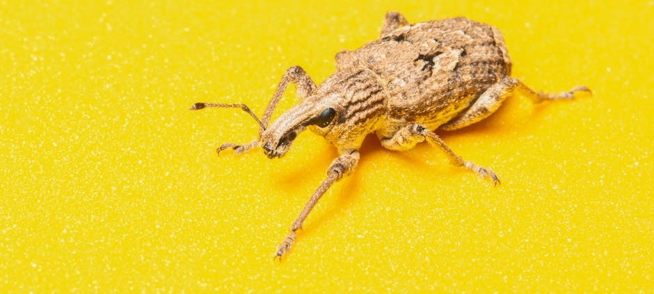 Compter les insectes avec ta plaque de voiture : une idée géniale !