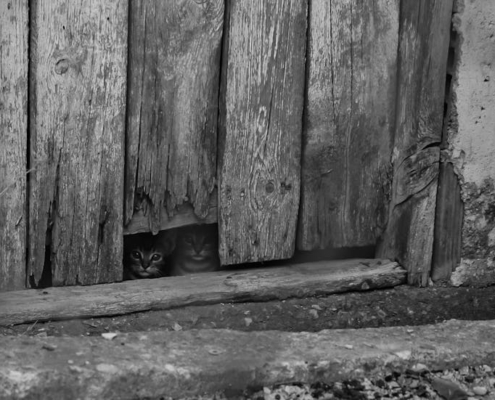 Les chats ont un secret pour toujours retomber sur leurs pattes !