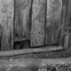 Les chats ont un secret pour toujours retomber sur leurs pattes !