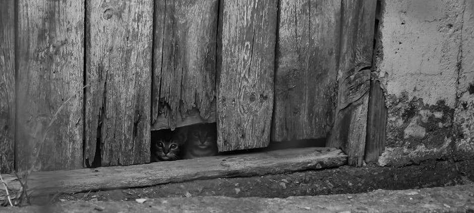 Les chats ont un secret pour toujours retomber sur leurs pattes !