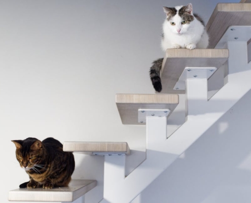 Pourquoi les chats retombent-ils toujours sur leurs pattes ?
