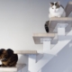 Pourquoi les chats retombent-ils toujours sur leurs pattes ?