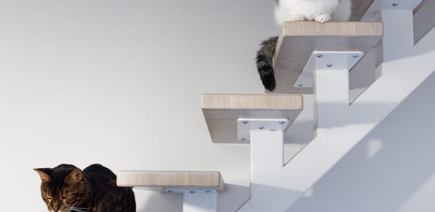 Pourquoi les chats retombent-ils toujours sur leurs pattes ?