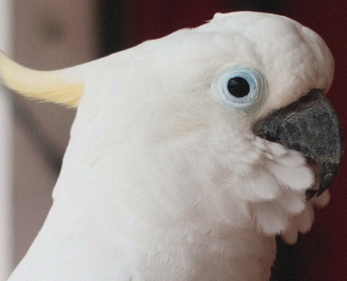 Un cacatoès très malin apprend à ouvrir les poubelles !