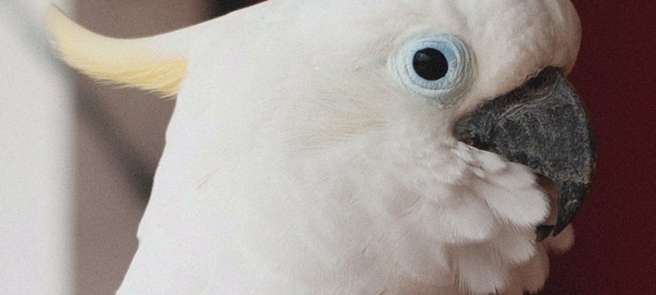 Un cacatoès très malin apprend à ouvrir les poubelles !