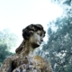 Une nouvelle statue mystérieuse découverte sur l'île de Pâques