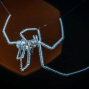 Une photo magique d'araignée change notre regard sur ces petites bêtes