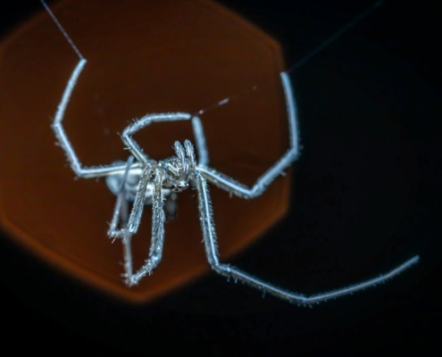 Une photo magique d'araignée change notre regard sur ces petites bêtes
