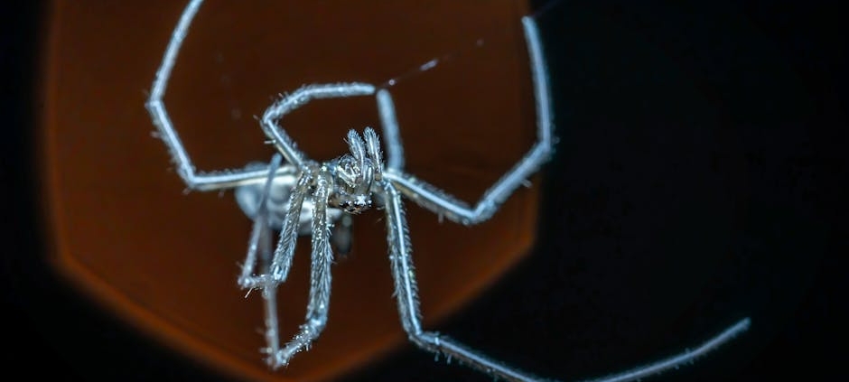 Une photo magique d'araignée change notre regard sur ces petites bêtes